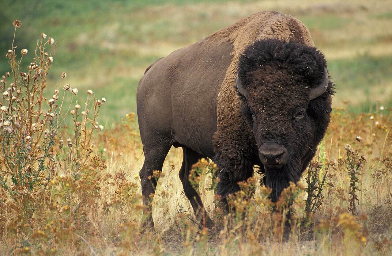 bizon w Buffalo Rock State Park