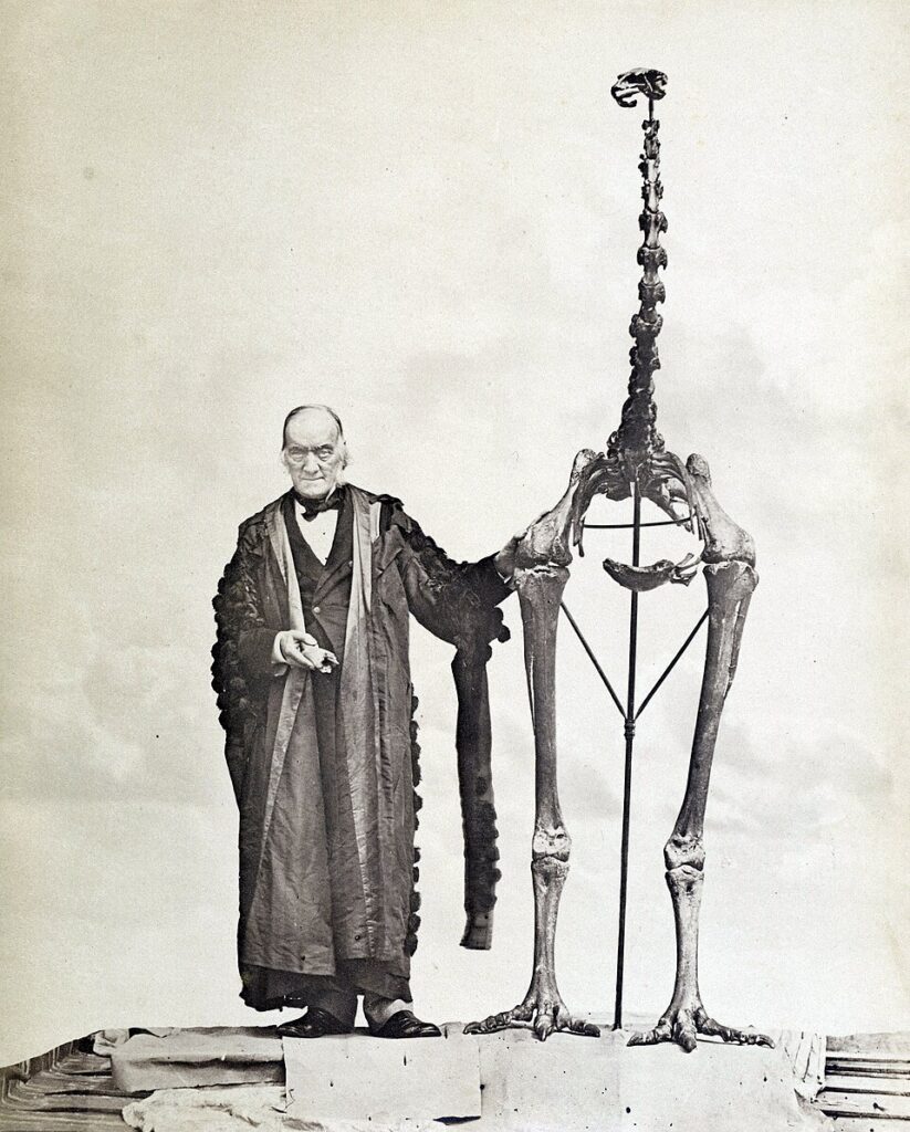 Richard Owen i szkielet moa z rodzaju Dinornis