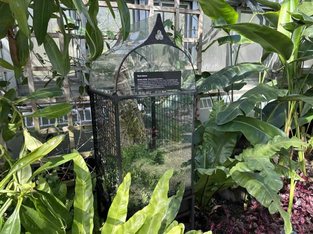 Chicago-Botanic-Garden-ghost-orchid