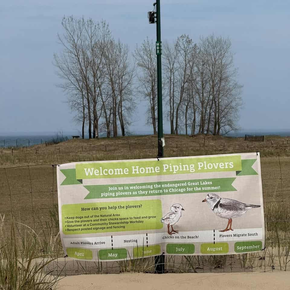 Chicago Piping Plovers
