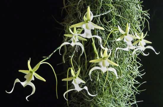 Dendrophylax_lindenii