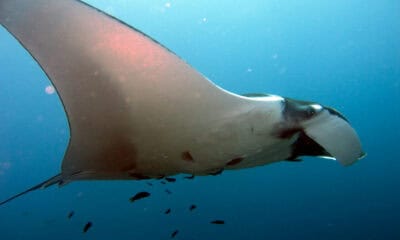 manta olbrzymia