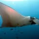 manta olbrzymia