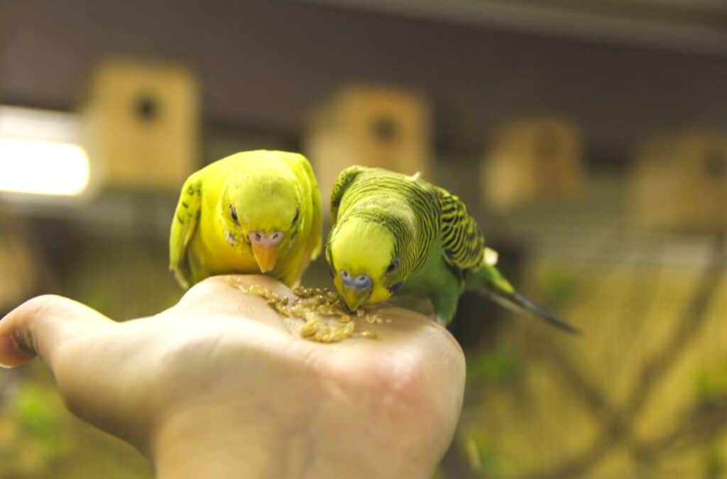 Parakeet-Paradise