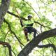 Illinois Arborist Association