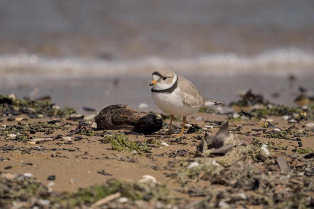 ImaniChicago Piping Plovers