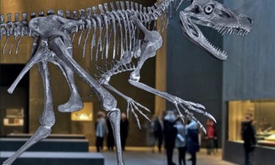 muzeum-historii-nauralnej-dinozaur