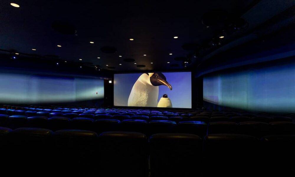shedd kino 4D