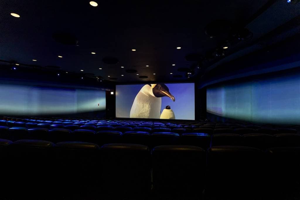 shedd kino 4D