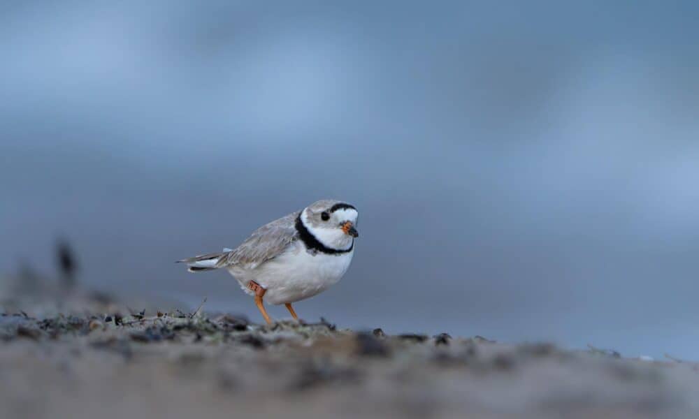 sieweczka-Chicago-Piping-Plovers1