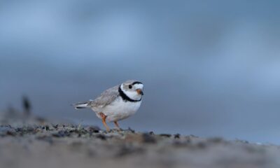 sieweczka-Chicago-Piping-Plovers1