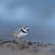 sieweczka-Chicago-Piping-Plovers1