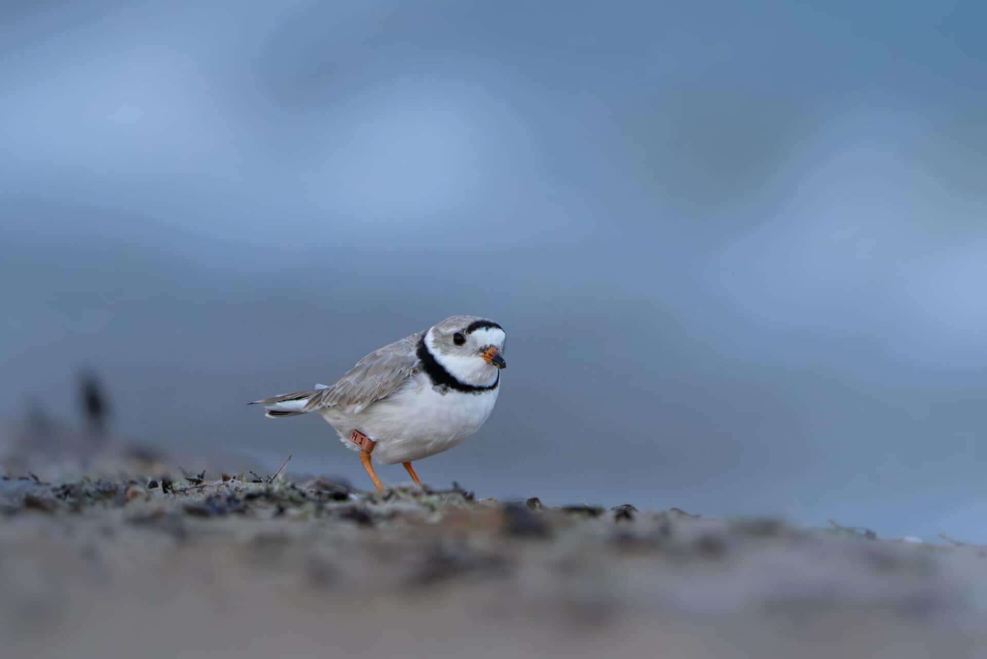 sieweczka-Chicago-Piping-Plovers1