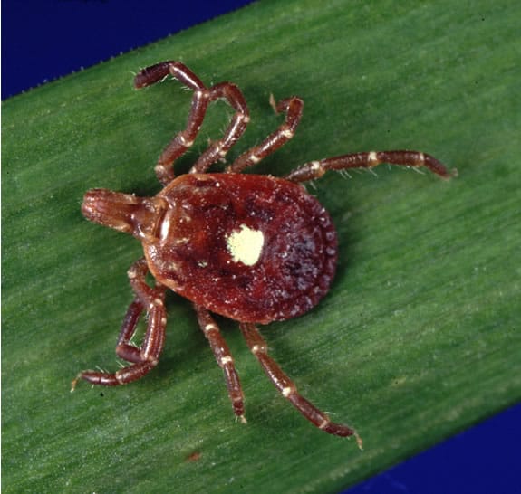 Amblyomma_americanum kleszcz lone star