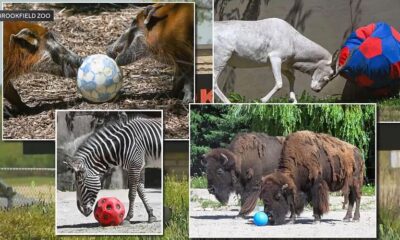 Brookfield Zoo Chicago