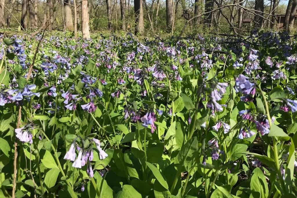 Fullersburg-Woods