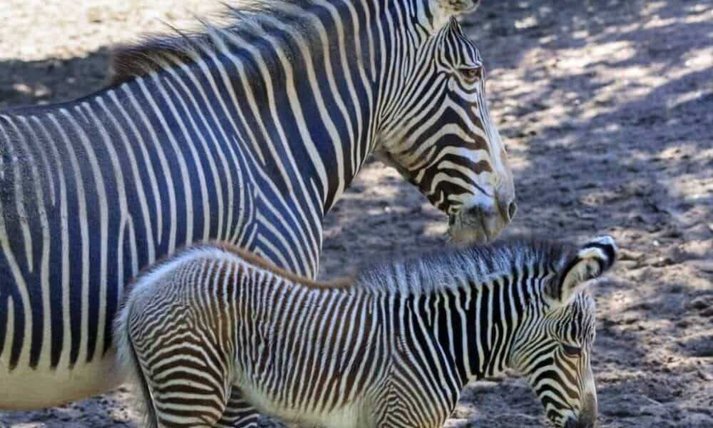 zebra grevyego Lincoln park zoo