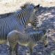 zebra grevyego Lincoln park zoo