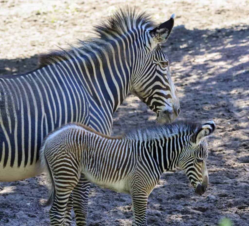 zebra grevyego Lincoln park zoo
