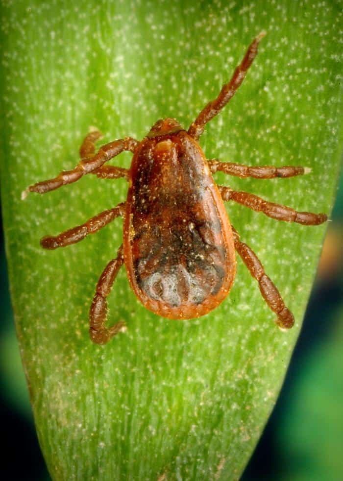 Rhipicephalus sanguineus, brązowy kleszcz psi