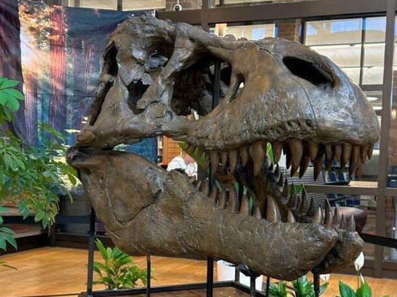 trex norm
