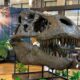 trex norm