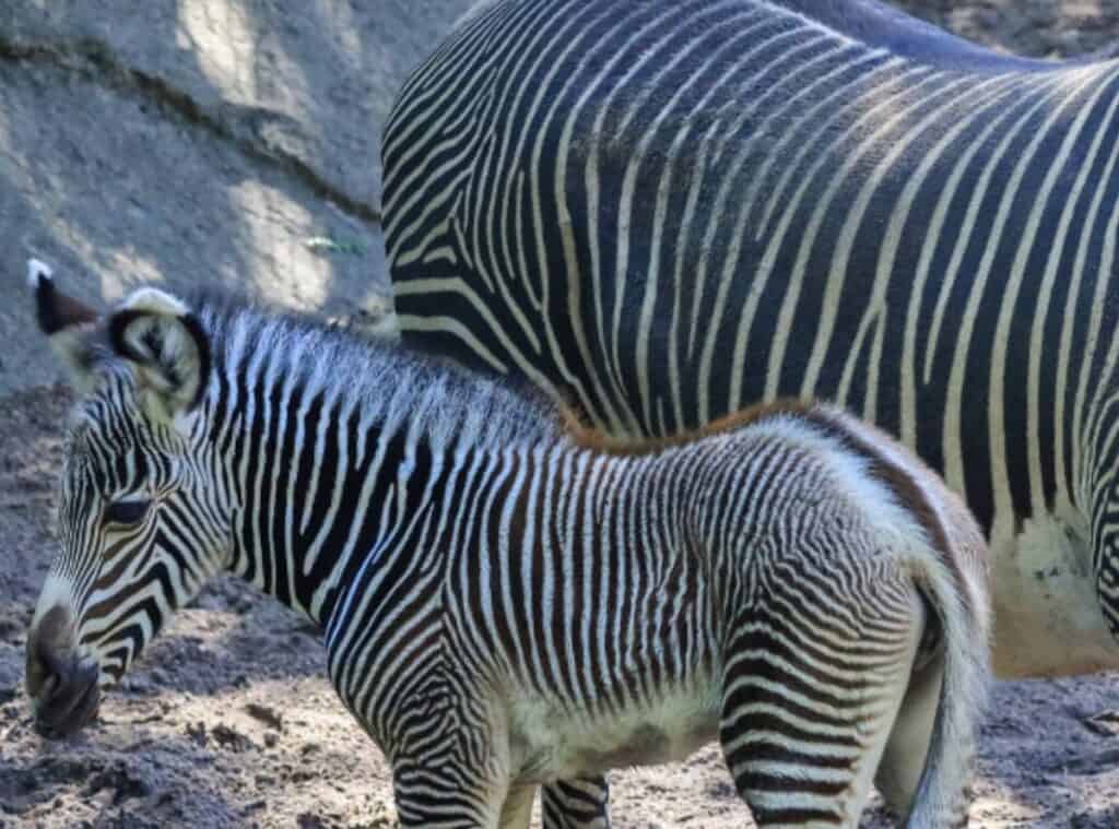 zebra-Grevyego