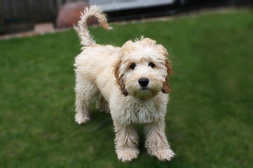 Cockapoo_puppy_6_months