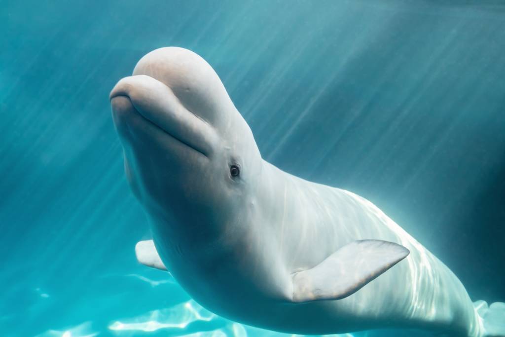 shedd Aquarium