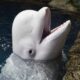 shedd Aquarium