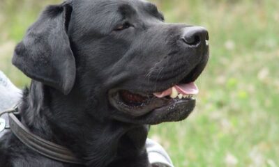 Labrador_retriever