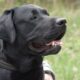 Labrador_retriever