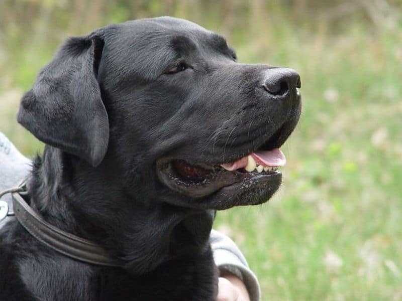 Labrador_retriever