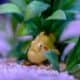 żabnica