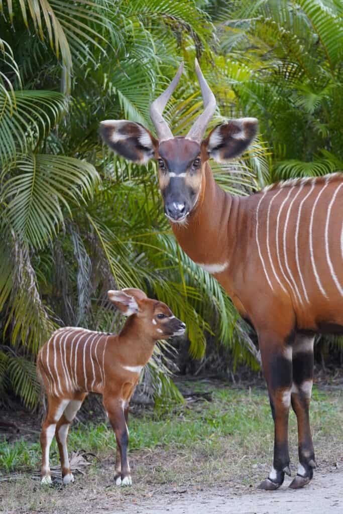 antylopa bongo zootampa
