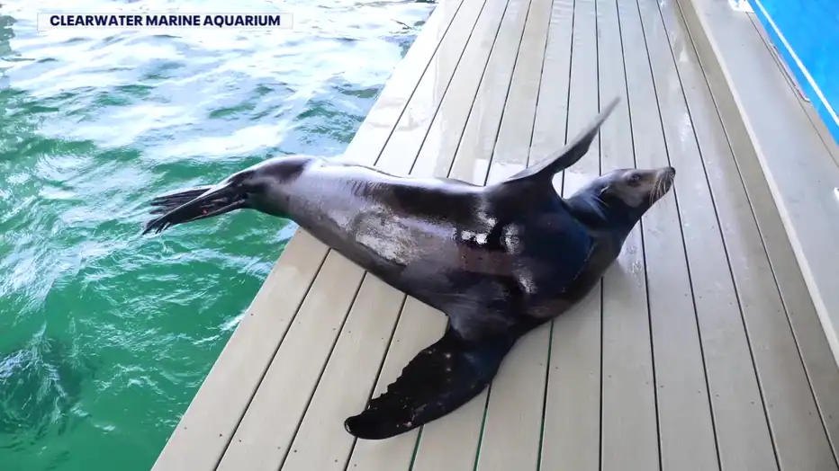 lew morski Clearwater Marine Aquarium.