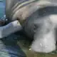 manaty-zoo-tampa