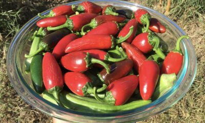 jalapenos