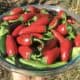 jalapenos