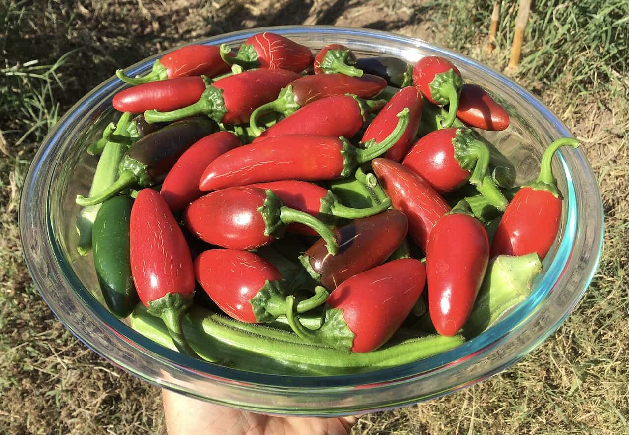 jalapenos