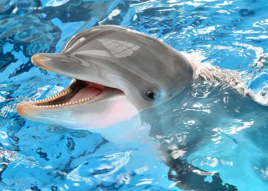 delfin butlonosy