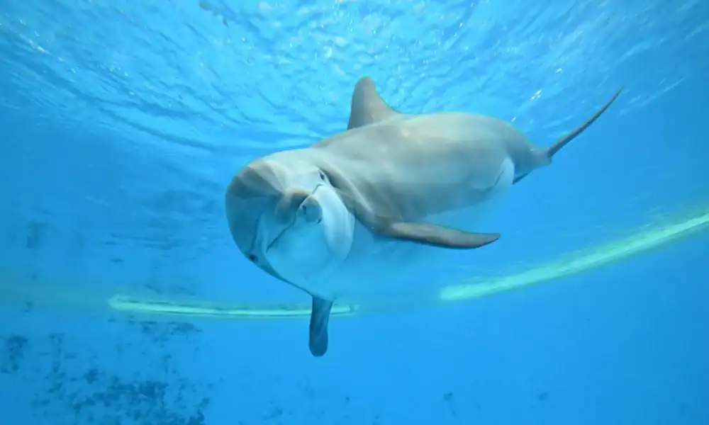 delfin butlonosy