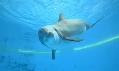 delfin butlonosy