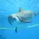 delfin butlonosy