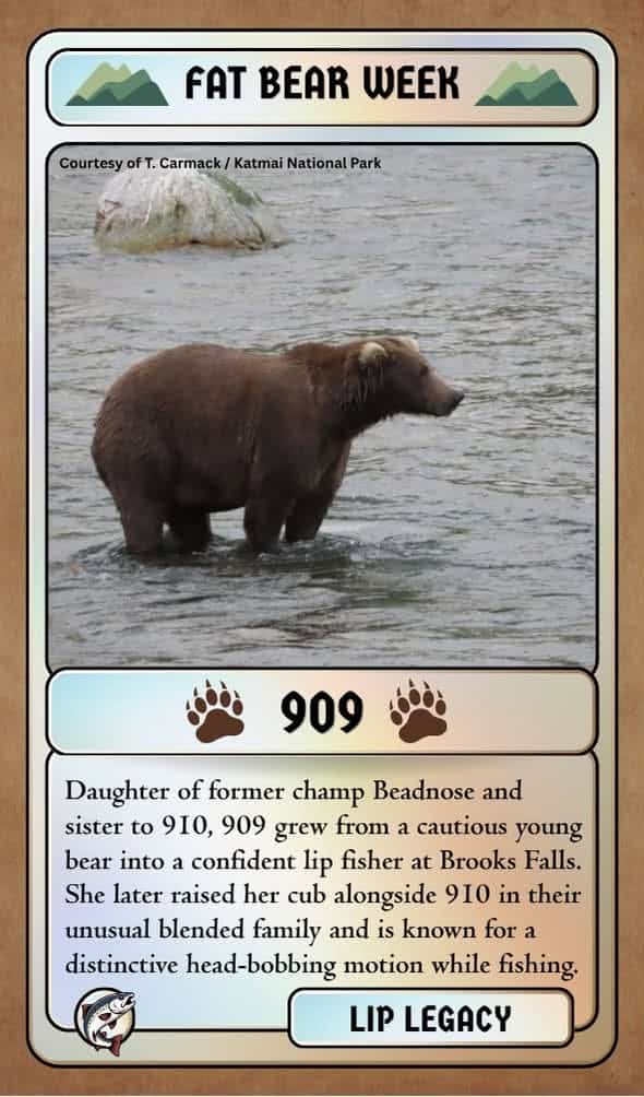 fat bear week