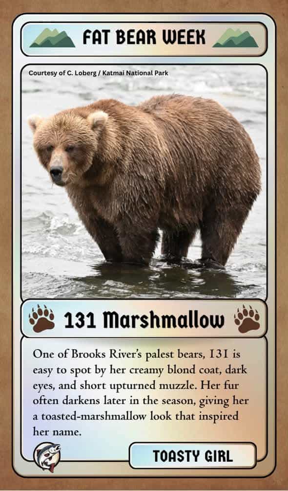 fat bear week