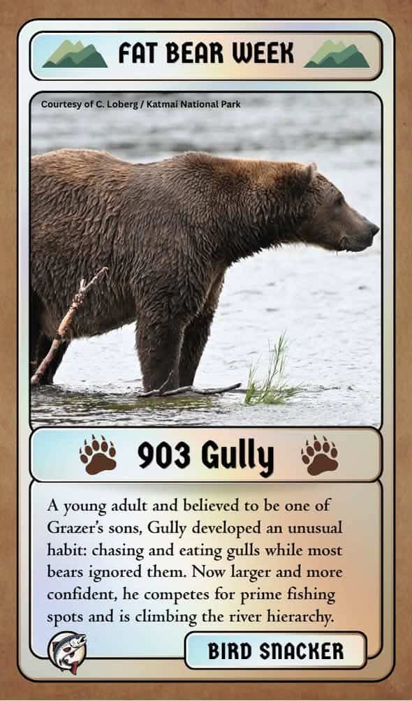 fat bear week