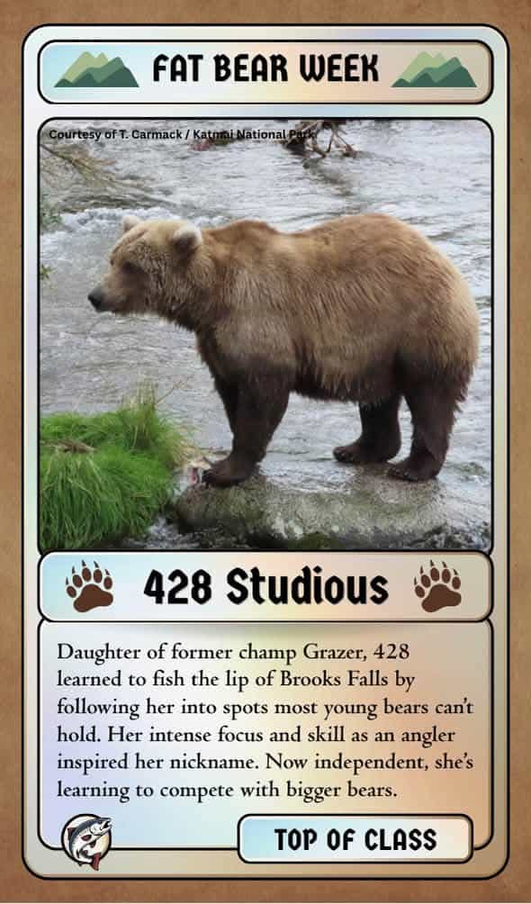 fat bear week