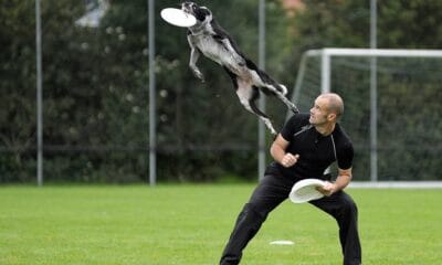 dog frisbee