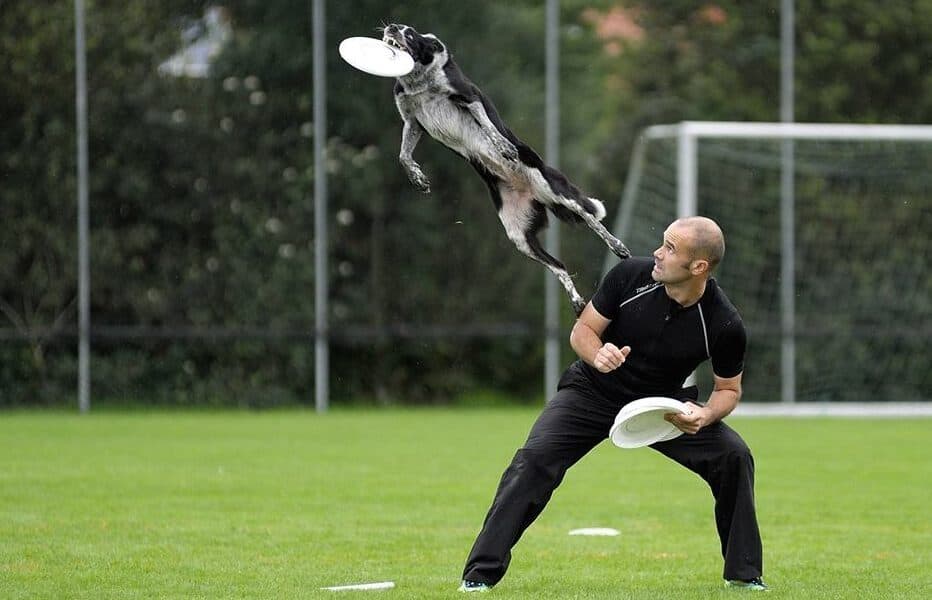 dog frisbee